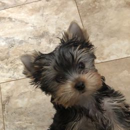 Yorkshire Terrier Puppies from Star Shine Yorkies