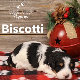 Biscotti - Black and white female Bernedoodle puppy in Heyworth, Illinois from Cobble Creek Puppies