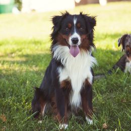 Cinch - Miniature American Shepherd