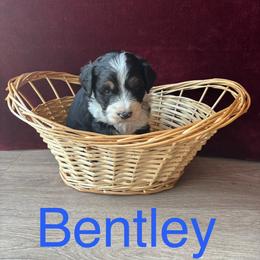 Bentley - Tri-color male Bernedoodle puppy in Battle Creek, Michigan from T-Rose’s Bernedoodle & Pomsky Puppies