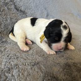 Yellow Collar - Traditional Tri - Tri-color female Cavapoo puppy in Tempe, Arizona from Springerdoodles Plus AZ