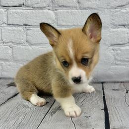 Merry - Sable and white female American Corgi puppy in Waskom, Texas from Piney Woods Corgis