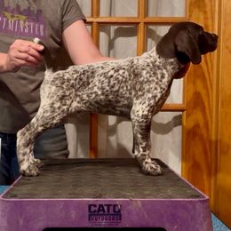 Blackie or Blackstone - Liver and white male German Shorthaired Pointer puppy in North Branch, Minnesota from Chrishelle Farm