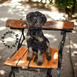 Hazel - Phantom female Poodle puppy in Ashton, Idaho from Kerr Kanine Ranch