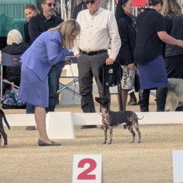 American Hairless Terriers and Croatian Sheepdogs from Resolute Kennels
