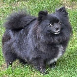CKC Patsy Skye - Pomeranian