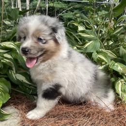 Rory - Blue merle male Australian Shepherd puppy in Winslow, Maine from Cowboy Aussies
