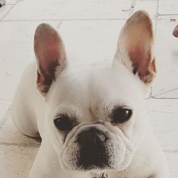 French Bulldogs from L.A. French Paws
