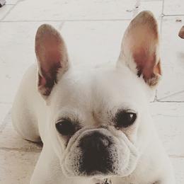 French Bulldogs from L.A. French Paws
