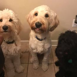 Goldendoodles from Melonie Rakestraw's Goldendoodles