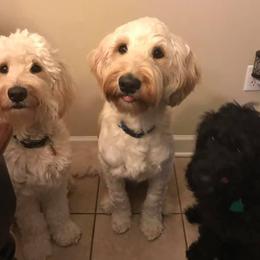 Goldendoodles from Melonie Rakestraw's Goldendoodles