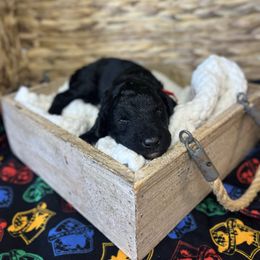 Ron Weasley - Black male Bordoodle puppy in Valley Center, California from Circle R Valley Farms