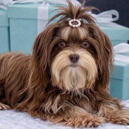 Molly - Yorkshire Terrier