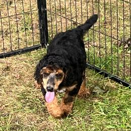 Kate Hudson - Phantom female Poodle puppy in Mount Gilead, Ohio from Cats Creek Standard Poodles