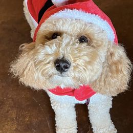 Goldendoodle All Grown Up from Scherrer Sweet Goldendoodles