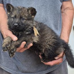 Gold Boy 5 - Sable male German Shepherd puppy in Lake George, Colorado from High Country German Shepherds