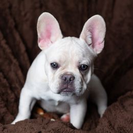 Casper - White male French Bulldog puppy in Austin, Texas from ourfrenchies2yours