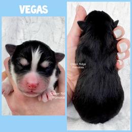 Vegas - Black and white male Pomsky puppy in Sheffield, Iowa from Clover Ridge Pomskies