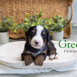 Green - Tri-color female Bernedoodle puppy in Alpharetta, Georgia from Doodles of Buckhead