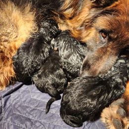 Nikoden - Black and red male German Shepherd puppy in Los Lunas, New Mexico from Mali's German Shepherds LLC