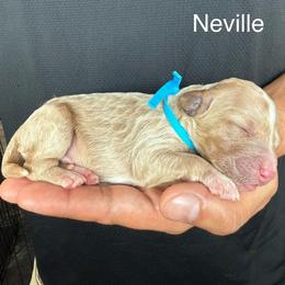 Neville - Apricot male Goldendoodle puppy in Conroe, Texas from Tails of Cypress