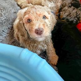 Goldendoodle Puppies from Lundee Doodles