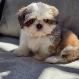 Mack - Blue and white male Shih Tzu puppy in Jenks, Oklahoma from Noble Shih Tzu