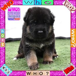 WHO - Black and tan female German Shepherd puppy in Murrieta, California from Diamond Oaks German Shepherds