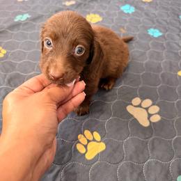Moose - Chocolate male Dachshund puppy in Magnolia, Texas from Carrie’s Countryside Dachshunds