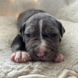 Comet - Blue male American Pit Bull Terrier puppy in Frederick, Maryland from •Wyngate Pits•