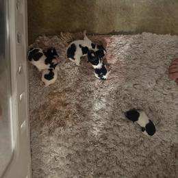 Girl 1 - Black parti female Pomeranian puppy in Pace, Florida from Spivey the Grand Boxers and Poms