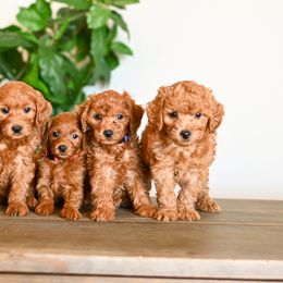 Aussiedoodle, Bernedoodle, Cavapoo, Goldendoodle, Irish Doodle, and Poodle Puppies from Sun Valley Goldendoodles