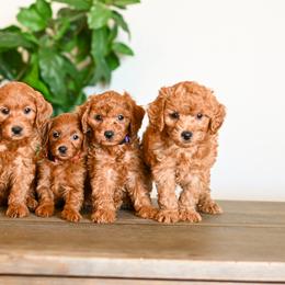 Aussiedoodle, Bernedoodle, Cavapoo, Goldendoodle, Irish Doodle, and Poodle Puppies from Sun Valley Goldendoodles