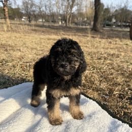 Jade - Phantom Poodle puppy in Allentown, Pennsylvania from Poodles Are Mixy