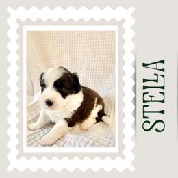 Stella - Red female Double Doodle puppy in Oak Island, North Carolina from Carolina Cavapoo Puppies