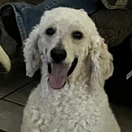 Aussiedoodles, Australian Shepherds, and Poodles from Big Mama’s Beauties