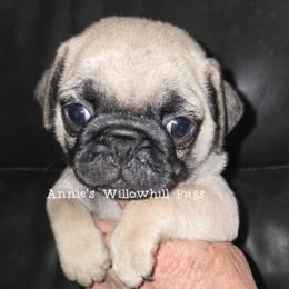 Herbie - Fawn male Pug puppy in Janesville, Wisconsin from Annie's Willow Hill Pugs