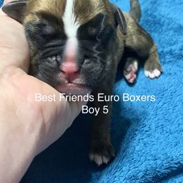 Boxer Puppies from Best Friends Euro Boxers