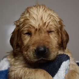 Dilute Retriever Puppies from Wicked Pines Retrievers