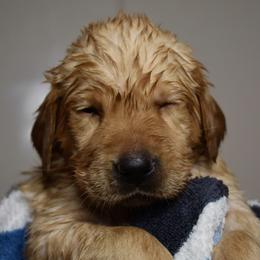 Dilute Retriever Puppies from Wicked Pines Retrievers