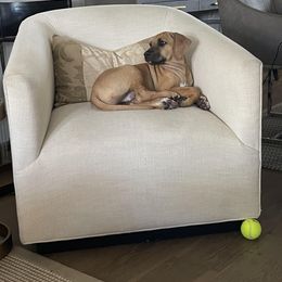 Rhodesian Ridgeback Puppies from Lyonnese Rhodesian Ridgebacks