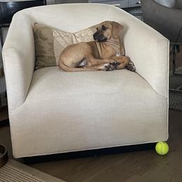 Rhodesian Ridgeback Puppies from Lyonnese Rhodesian Ridgebacks