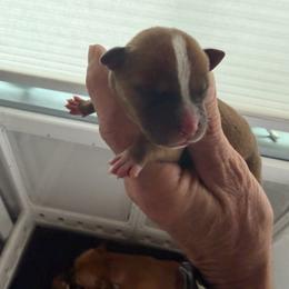 Yellow - Red female Staffordshire Bull Terrier puppy in Port Saint Lucie, Florida from Southern Staffies