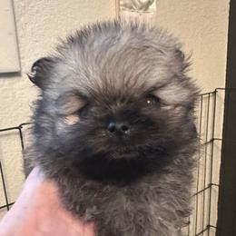 Forest - Wolf sable male Pomeranian puppy in Scio, Oregon from Mac Daddy Poms