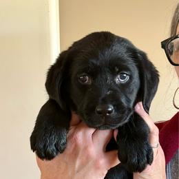 Abby - Black female Labrador Retriever puppy in Ranchita, California from Pacific Crest Labradors