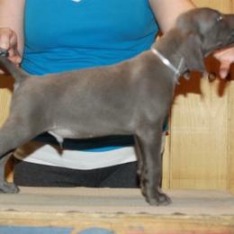 Long Haired Weimaraner and Weimaraner Puppies from Drehbar Weimaraners