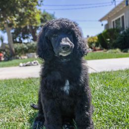 Lotus: Dive into Fun! 🌺 - Black Poodle puppy in Hesperia, California from HD Poodles