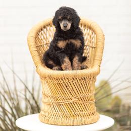 Poodle Puppies from Cityscape Moyen Poodles