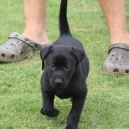 Boy 4 - Black male Labrador Retriever puppy in Four Oaks, North Carolina from TLC Retrievers