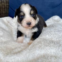 Chloe - Black tri-color female Australian Shepherd puppy in Landenberg, Pennsylvania from Aussie4Life